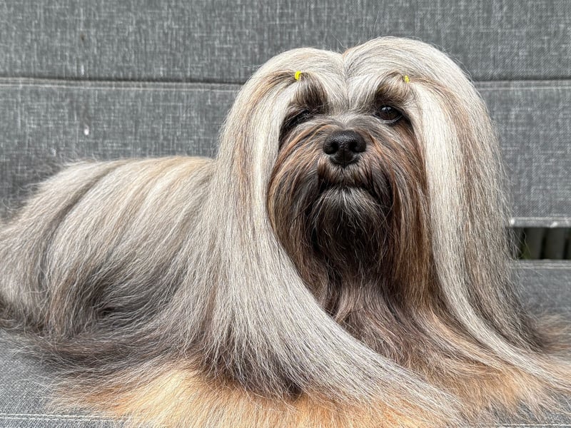 Wir erwarten Lhasa Apso Welpen 