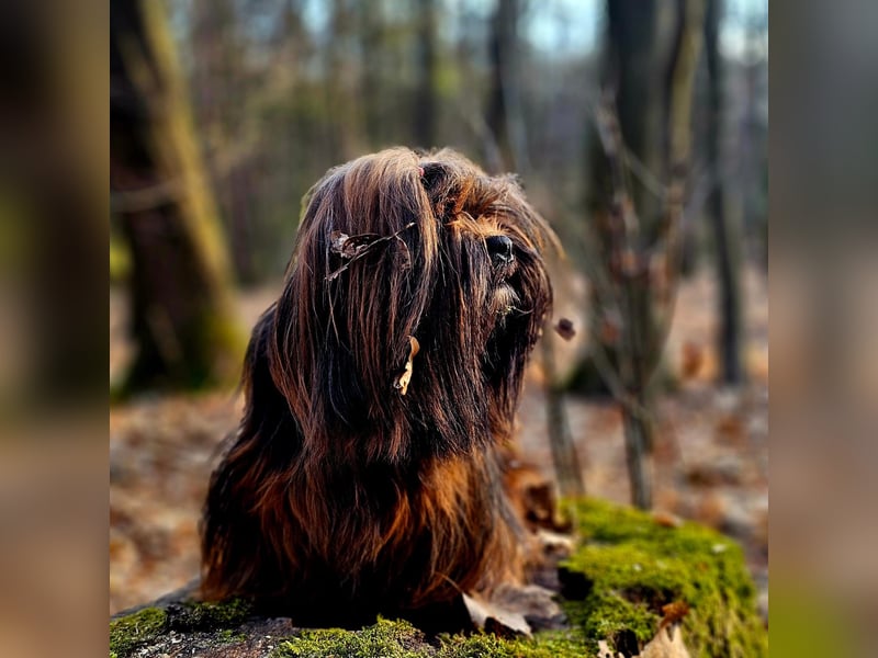 Wir erwarten Lhasa Apso Welpen 