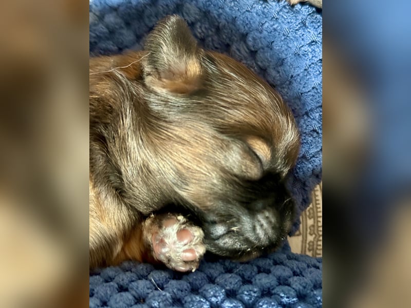 Wir haben Lhasa Apso Welpen