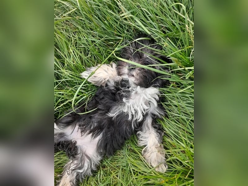 Terrier ( Lhasa Apso )