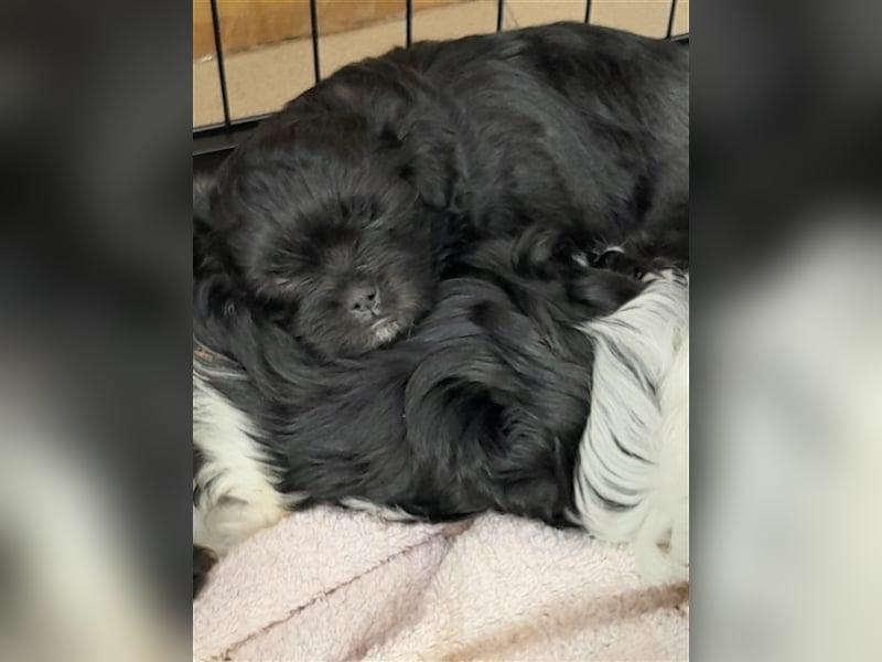 Terrier ( Lhasa Apso )