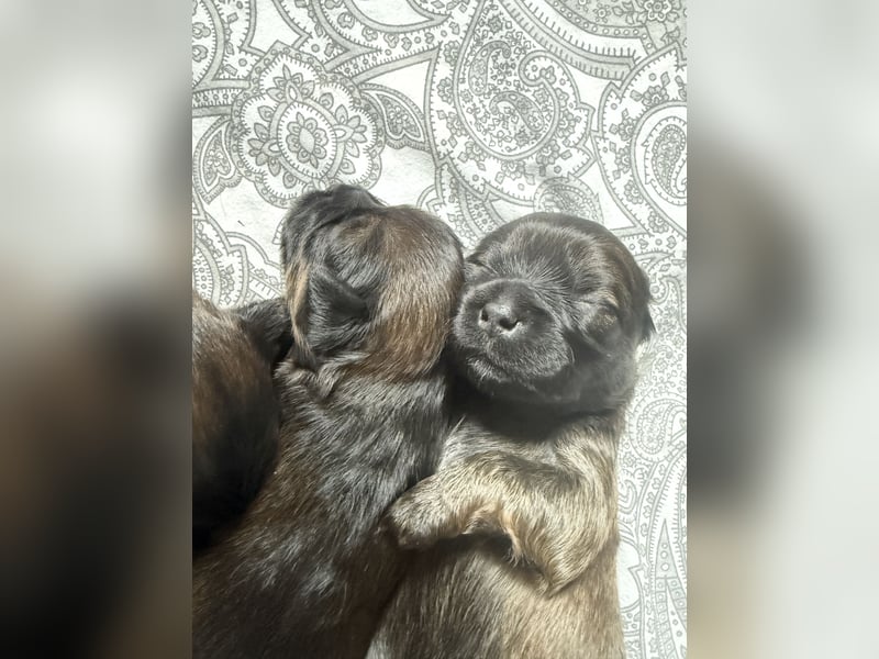 Wir haben Lhasa Apso Welpen