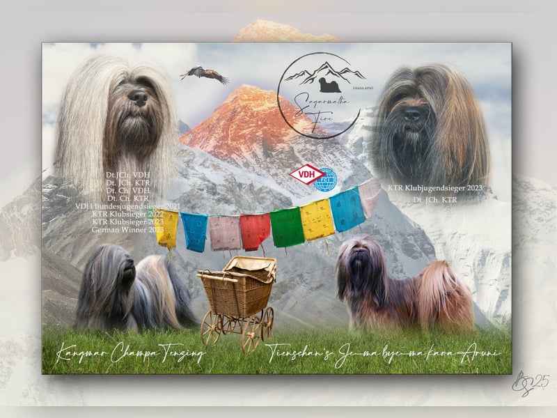 Wir haben Lhasa Apso Welpen
