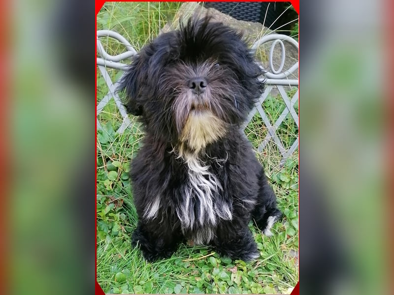 Lhasa Apso Welpen