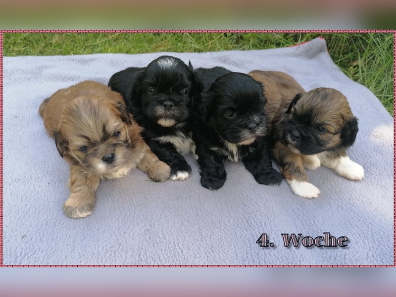 Lhasa Apso Welpen