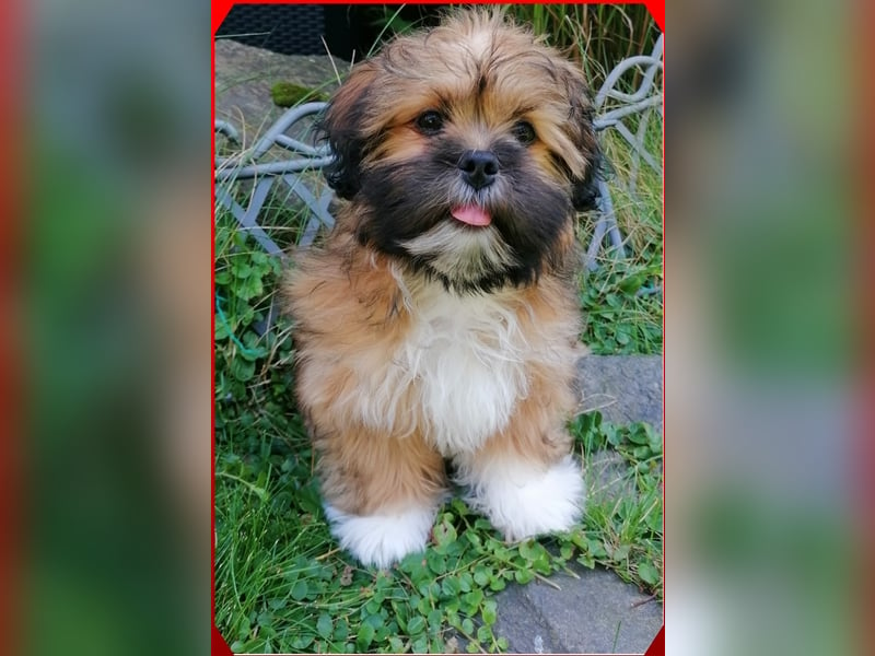 Lhasa Apso Welpen