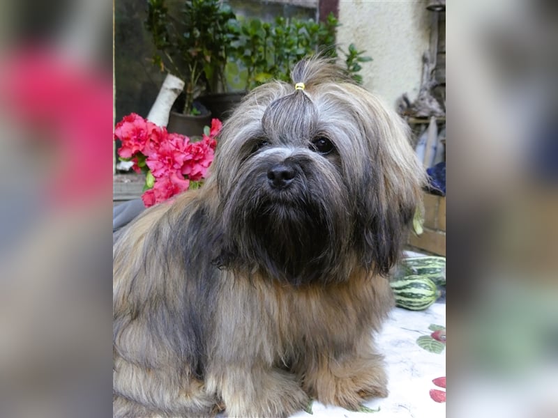 Lhasa Apso Welpen ,Rüde & Hündin mit VDH/CTA Ahnentafel sind bereit für eine neue Famile