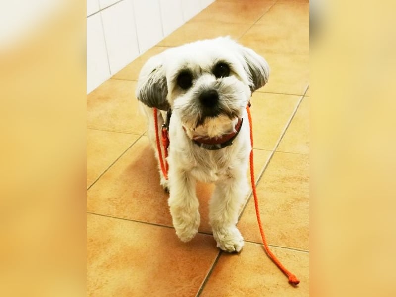 Rocksy, Bichon Frisé - Lhasa Apso, geb. 2022, aktive Hündin su. Menschen mit Zeit