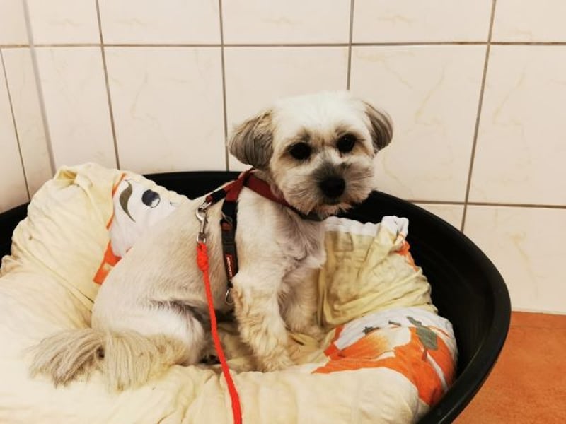 Rocksy, Bichon Frisé - Lhasa Apso, geb. 2022, aktive Hündin su. Menschen mit Zeit
