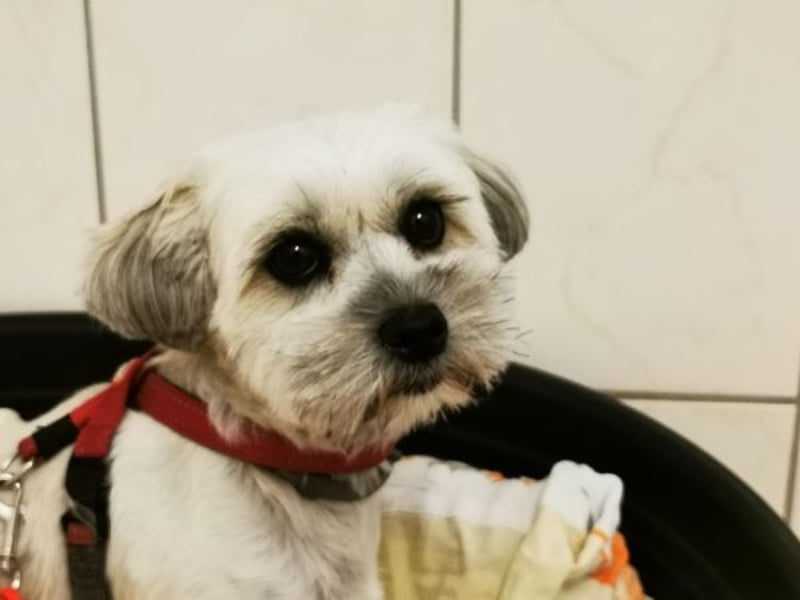 Rocksy, Bichon Frisé - Lhasa Apso, geb. 2022, aktive Hündin su. Menschen mit Zeit
