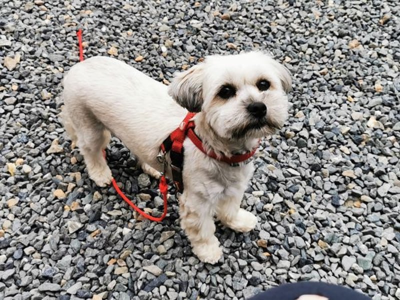 Rocksy, Bichon Frisé - Lhasa Apso, geb. 2022, aktive Hündin su. Menschen mit Zeit