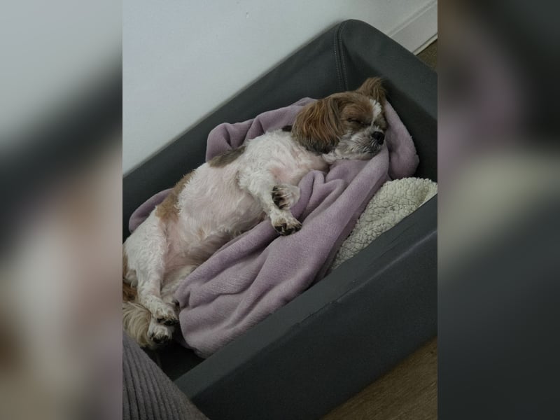 Thini Tiara sucht ein neues und Liebevolles Zuhause