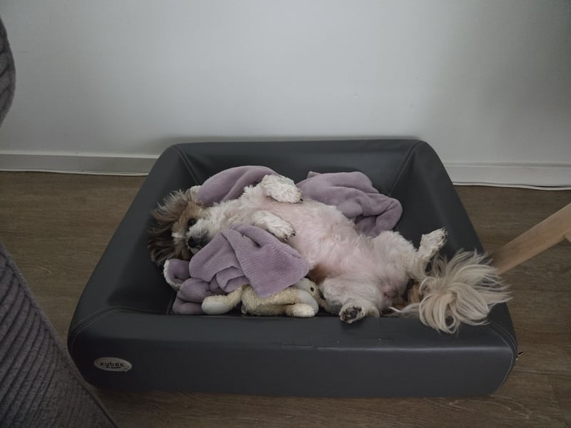 Thini Tiara sucht ein neues und Liebevolles Zuhause