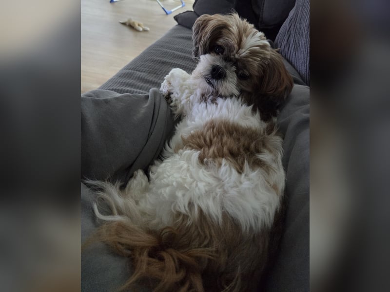Thini Tiara sucht ein neues und Liebevolles Zuhause