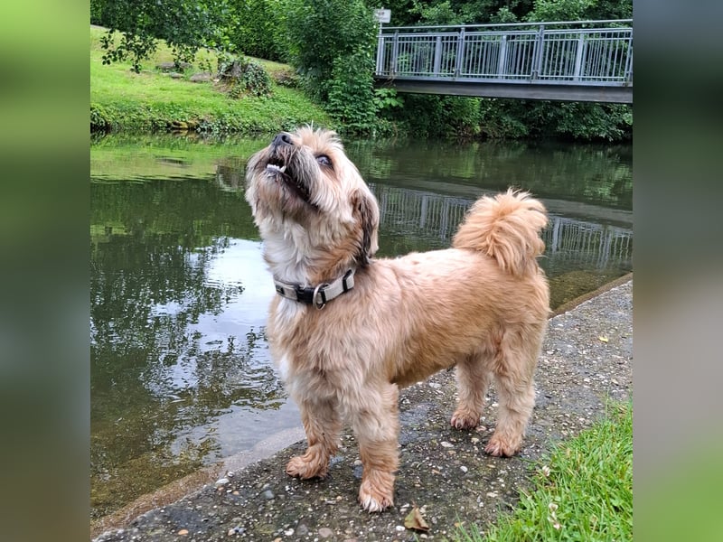 Bruno, 5 Jahre, Lhasa Apso