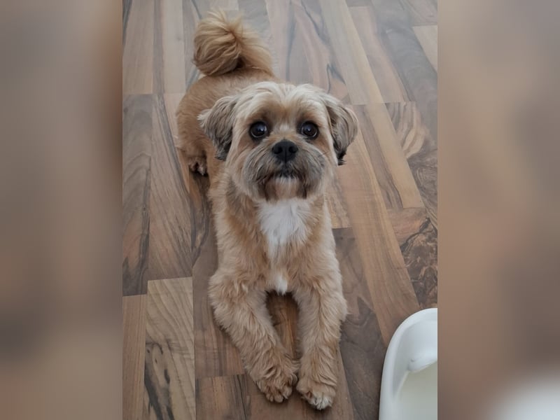 Bruno, 5 Jahre, Lhasa Apso