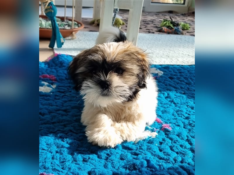 Lhasa Apso Welpen