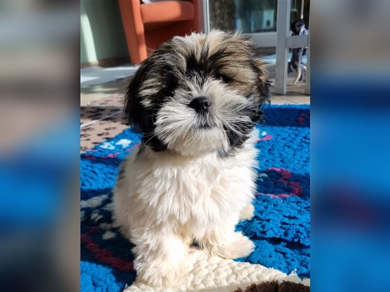 Lhasa Apso Welpen