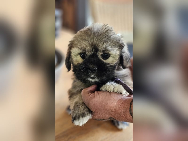 LHASA-APSO Welpen ähnlich Havaneser