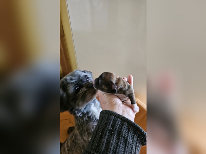 LHASA-APSO Welpen ähnlich Havaneser