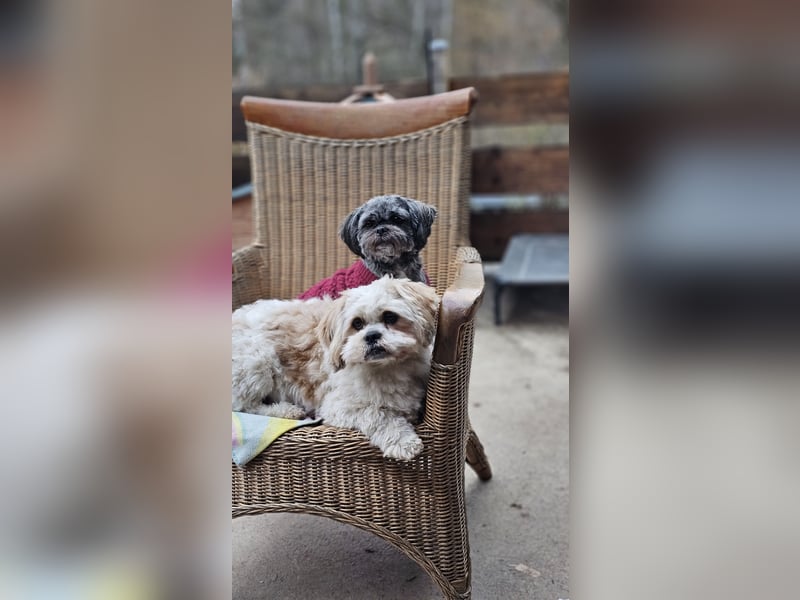 LHASA-APSO Welpen ähnlich Havaneser
