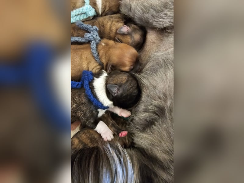 LHASA-APSO Welpen ähnlich Havaneser