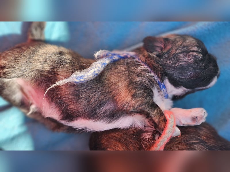 LHASA-APSO Welpen ähnlich Havaneser