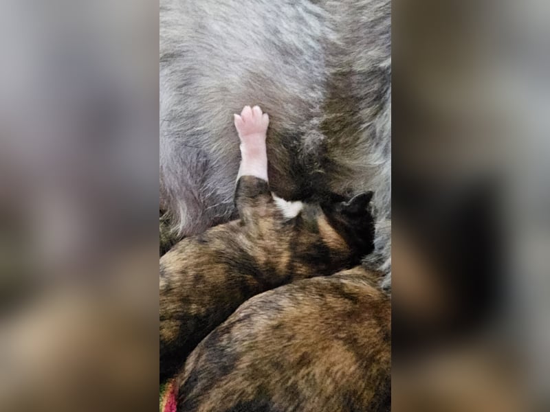 LHASA-APSO Welpen ähnlich Havaneser