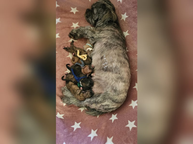 LHASA-APSO Welpen ähnlich Havaneser