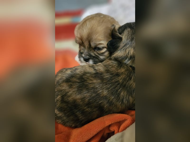 LHASA-APSO Welpen ähnlich Havaneser