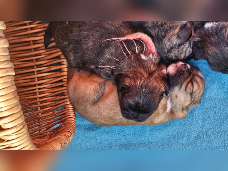 LHASA-APSO Welpen ähnlich Havaneser