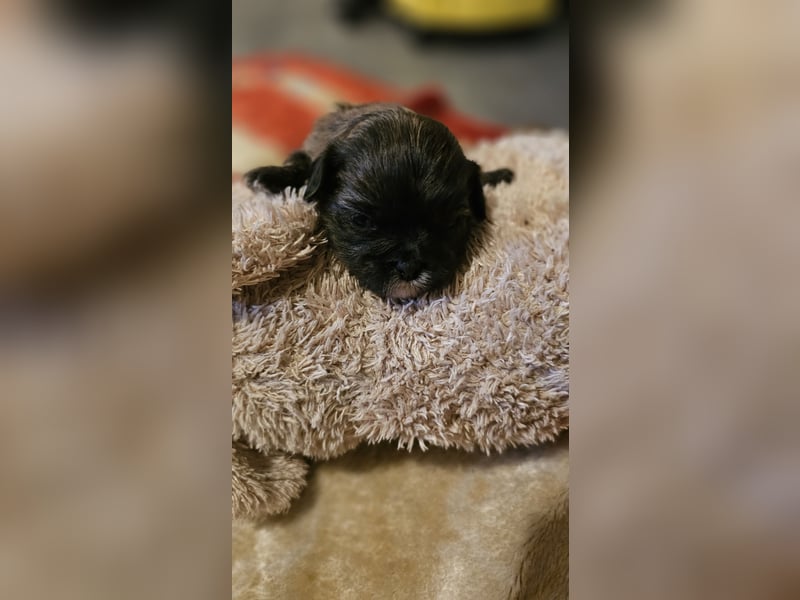 LHASA-APSO Welpen ähnlich Havaneser