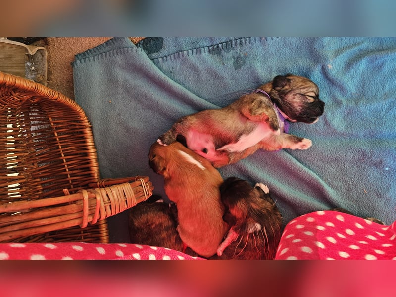 LHASA-APSO Welpen ähnlich Havaneser