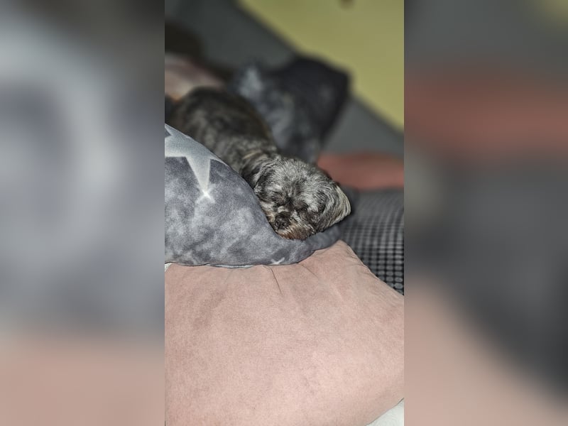 LHASA-APSO Welpen ähnlich Havaneser