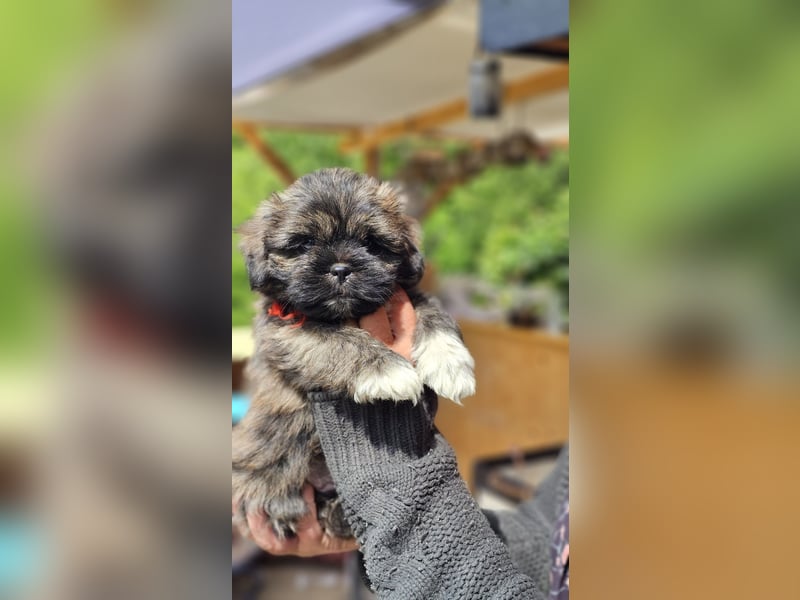 LHASA-APSO Welpen ähnlich Havaneser