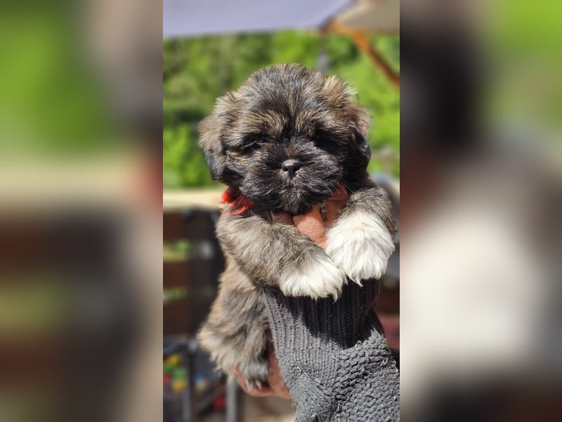 LHASA-APSO Welpen ähnlich Havaneser