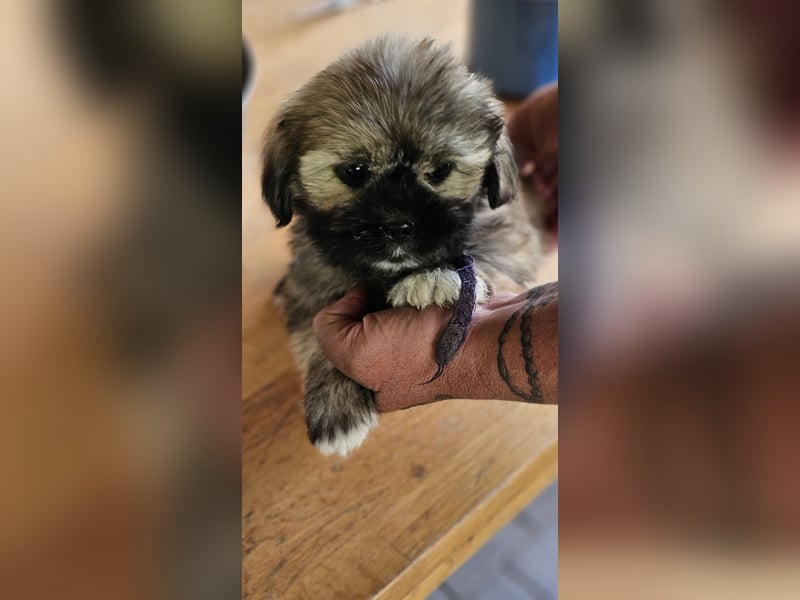 LHASA-APSO Welpen ähnlich Havaneser
