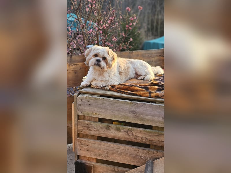 LHASA-APSO Welpen ähnlich Havaneser