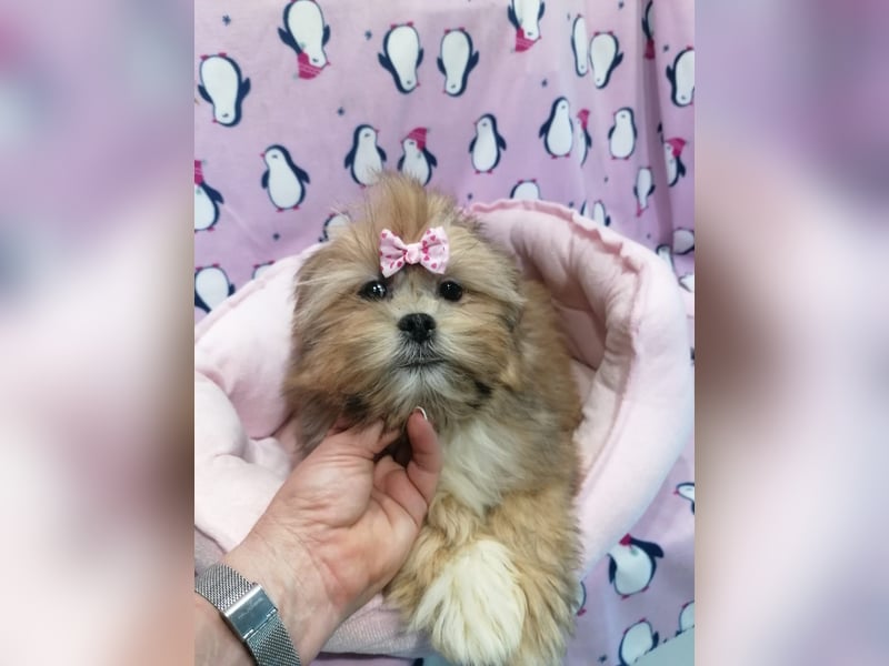 Lhasa Apso Welpen