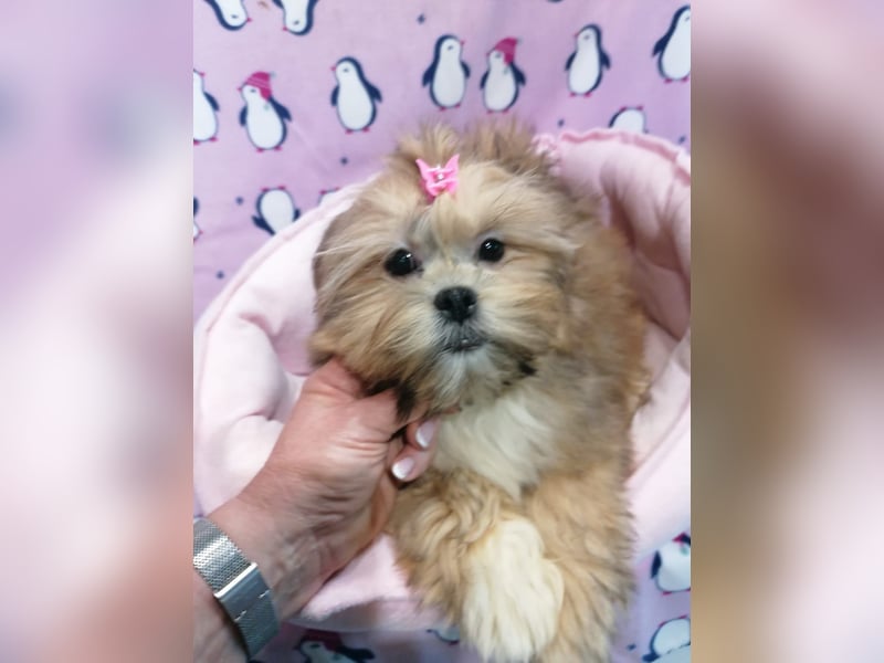 Lhasa Apso Welpen