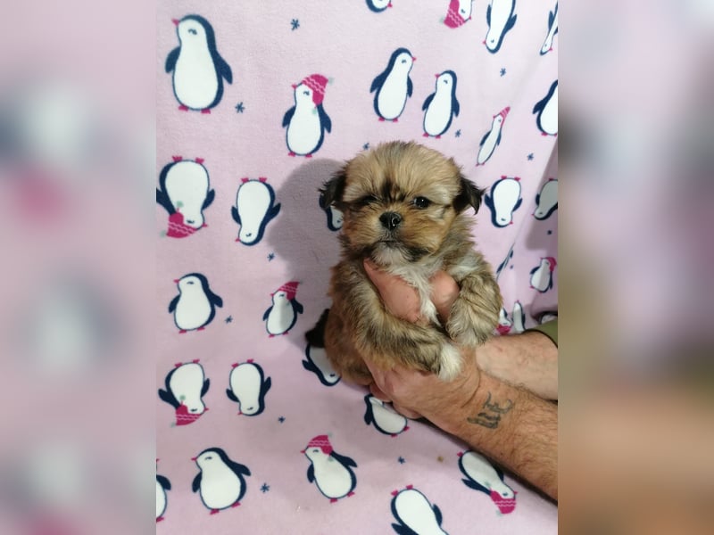 Lhasa Apso Welpen