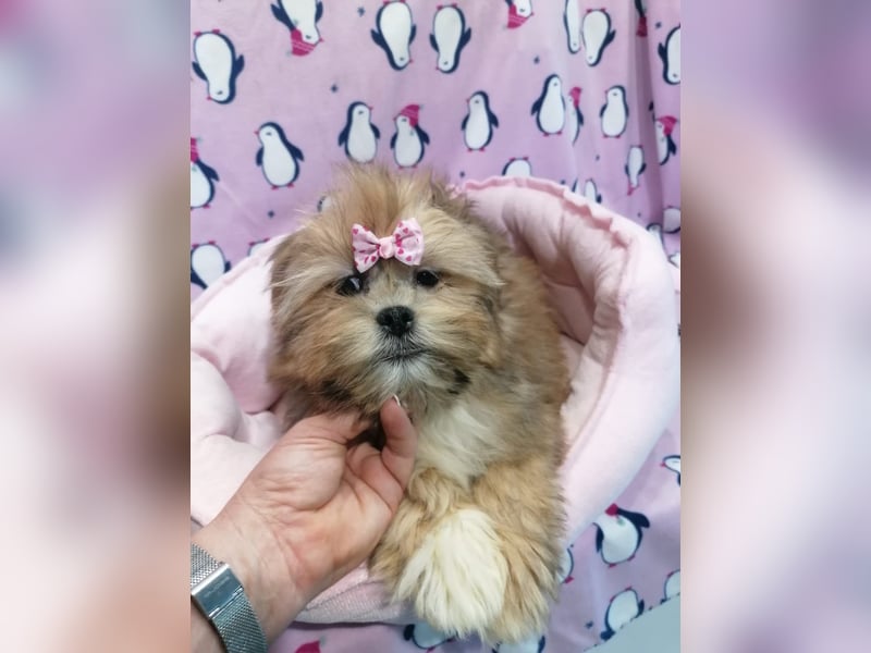 Lhasa Apso Welpen