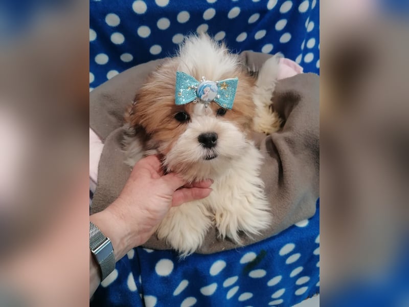 Lhasa Apso Welpen