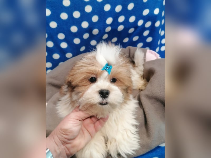 Lhasa Apso Welpen