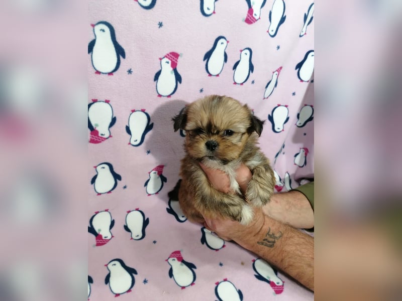 Lhasa Apso Welpen