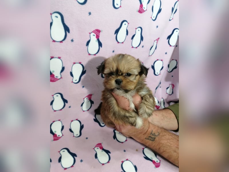 Lhasa Apso Welpen