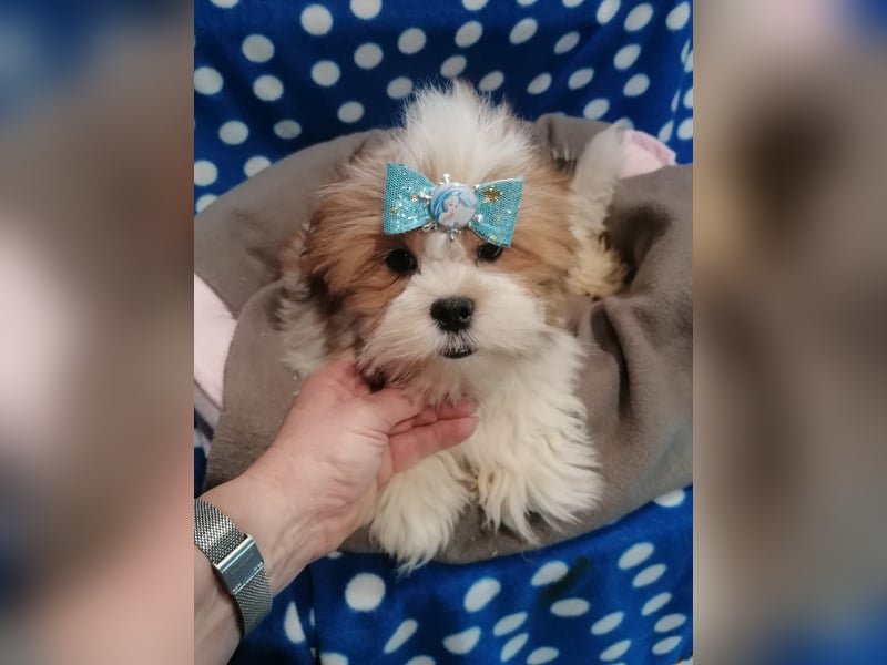 Lhasa Apso Welpen