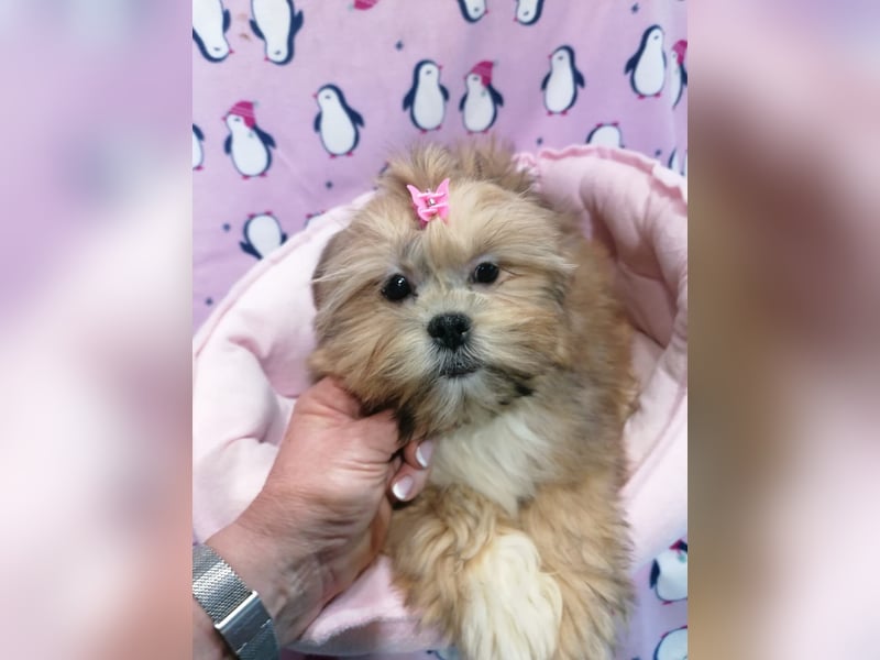 Lhasa Apso Welpen