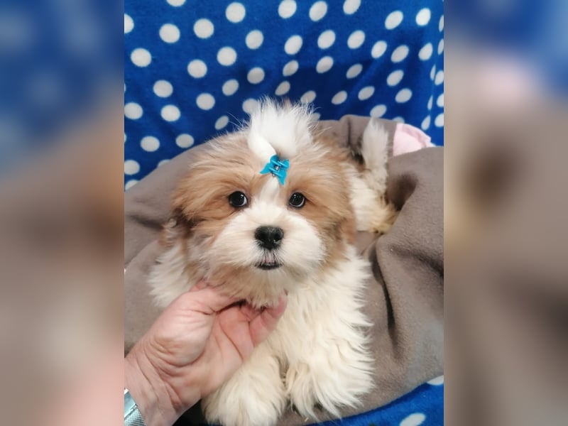 Lhasa Apso Welpen