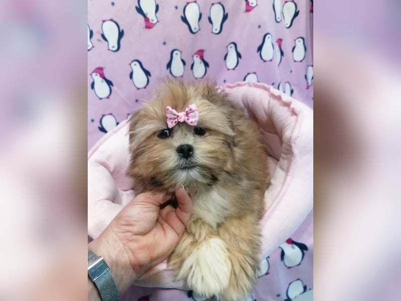 Lhasa Apso Welpen